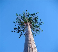 Jiayao telecommunication Bionic Tree tower