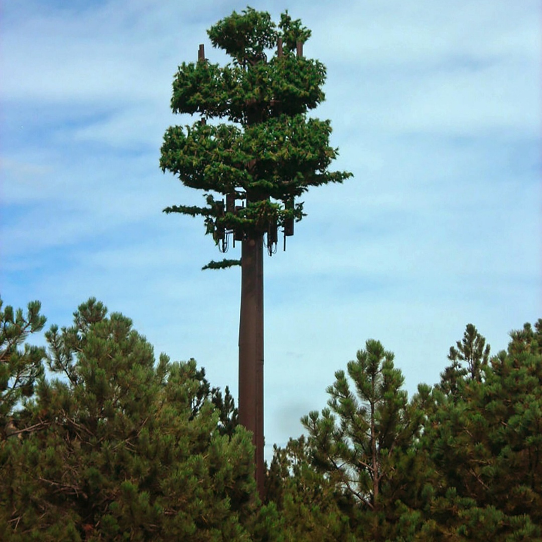 Outdoor Bionic Cypress Tree GSM Telecom Tower Outdoor Bionic Cypress Tree GSM Telecom Tower
