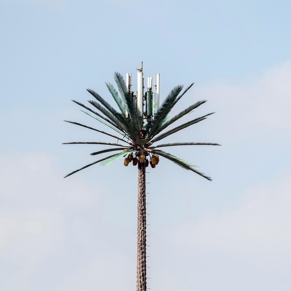 20M Bionic Tree Tower customizable to match local flora pine palm or oak trees providing natural appearance and functional support