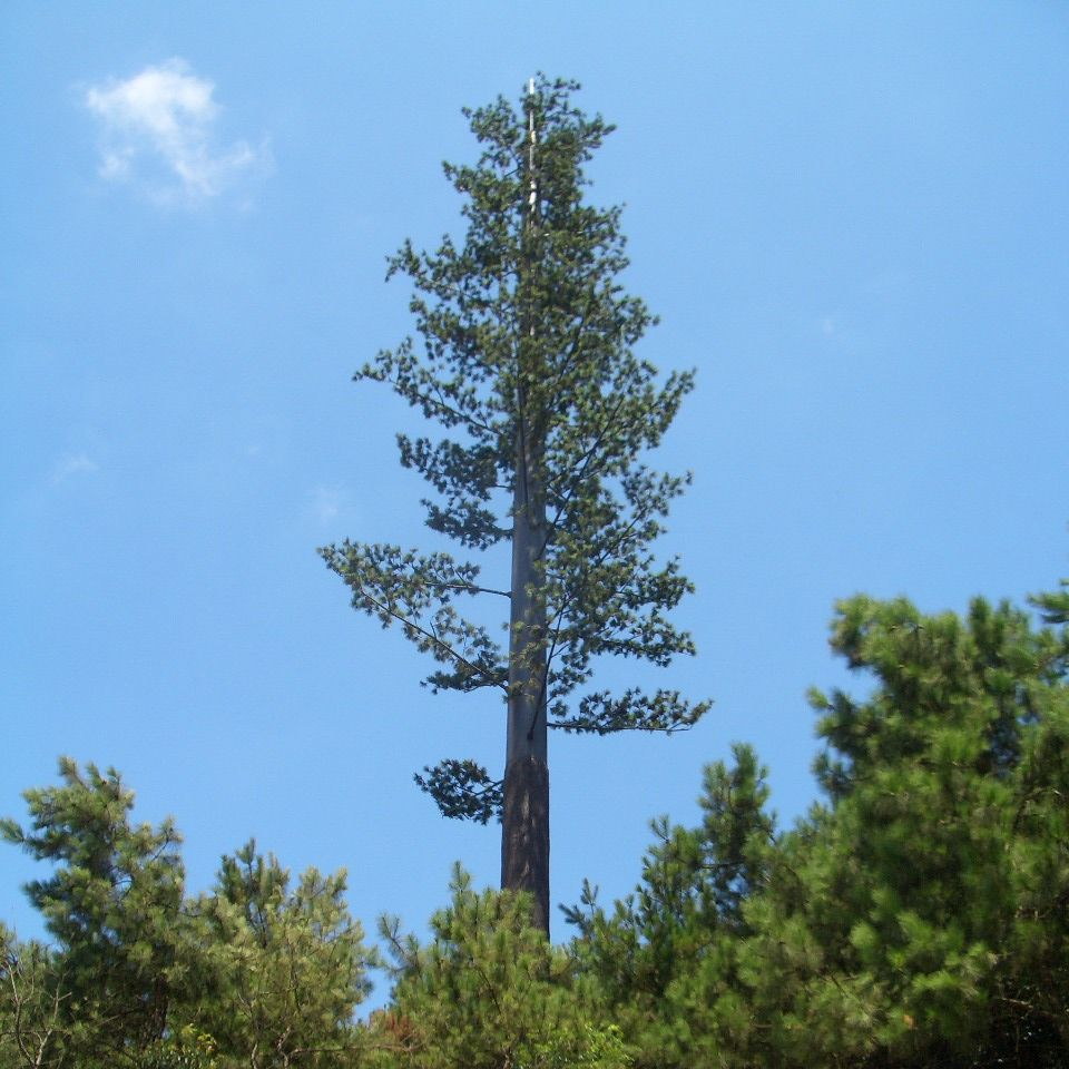 Bionic Tree Tower structure steel grades include ASTM A36 ASTM A572 Gr50 and EN10025 S235JR S355JR for versatile application needs