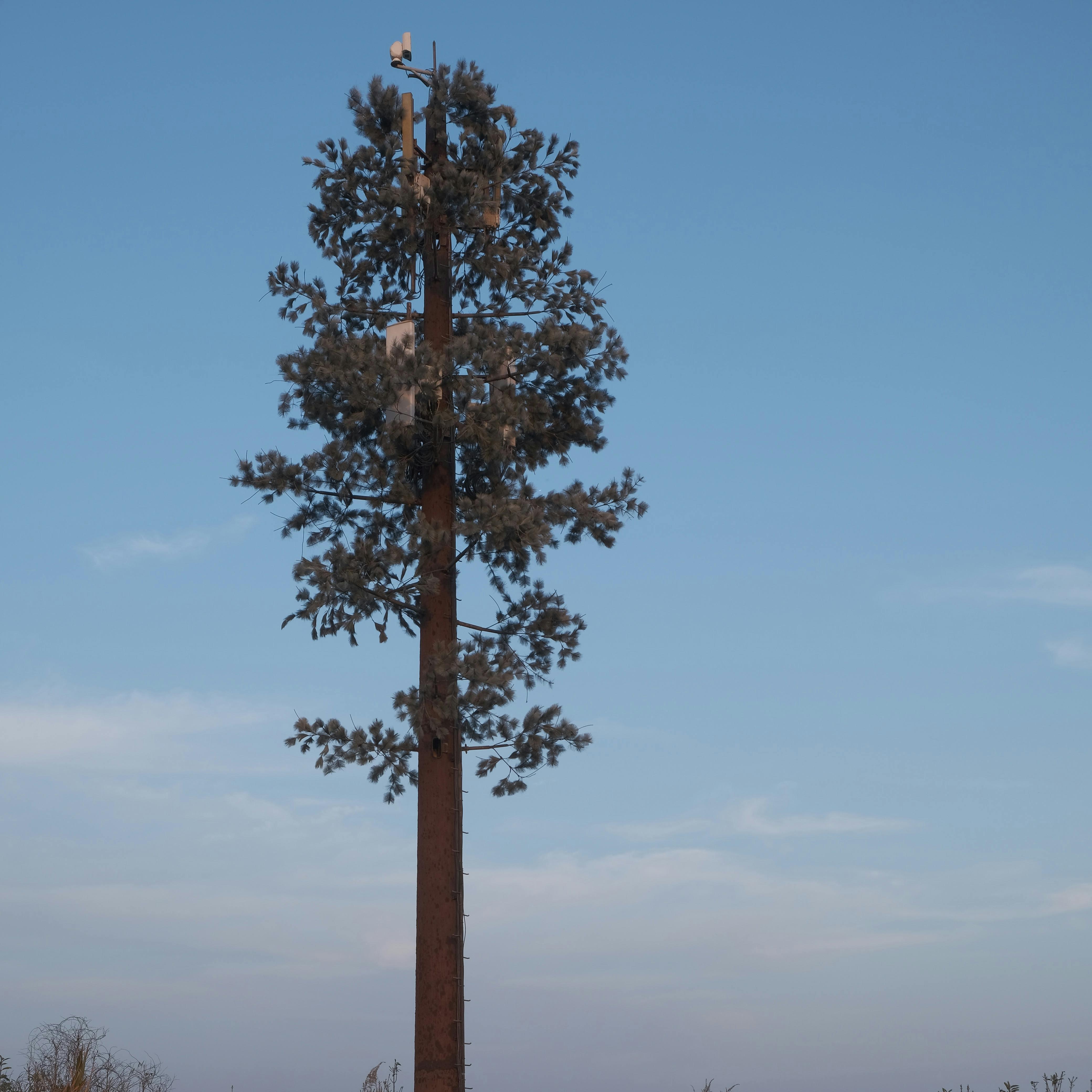 20m 25m 30m 40m Camouflage Bionic Tree Communication Tower for Landscape Telecom Infrastructure